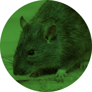 Image of a rat